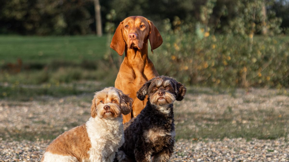 Ruhige Alltagszene mit mehreren Hunde