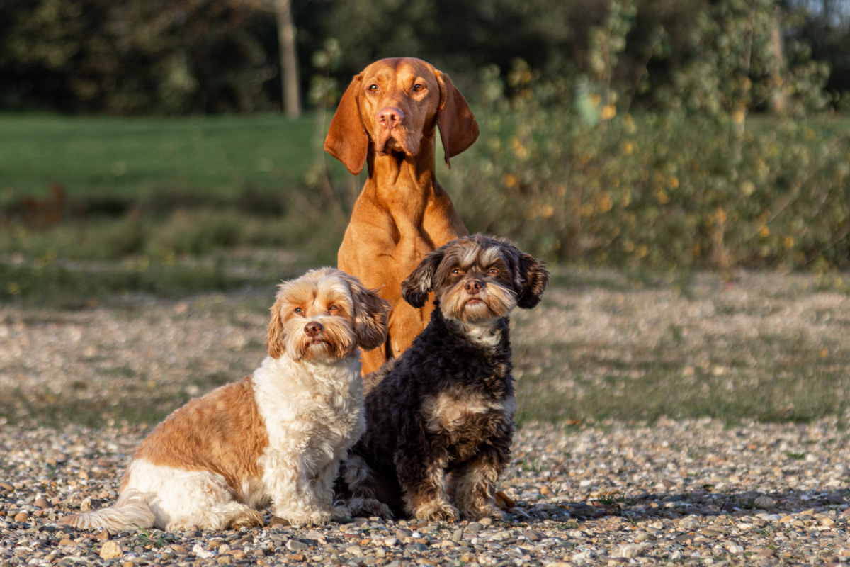 Ruhige Alltagszene mit mehreren Hunde